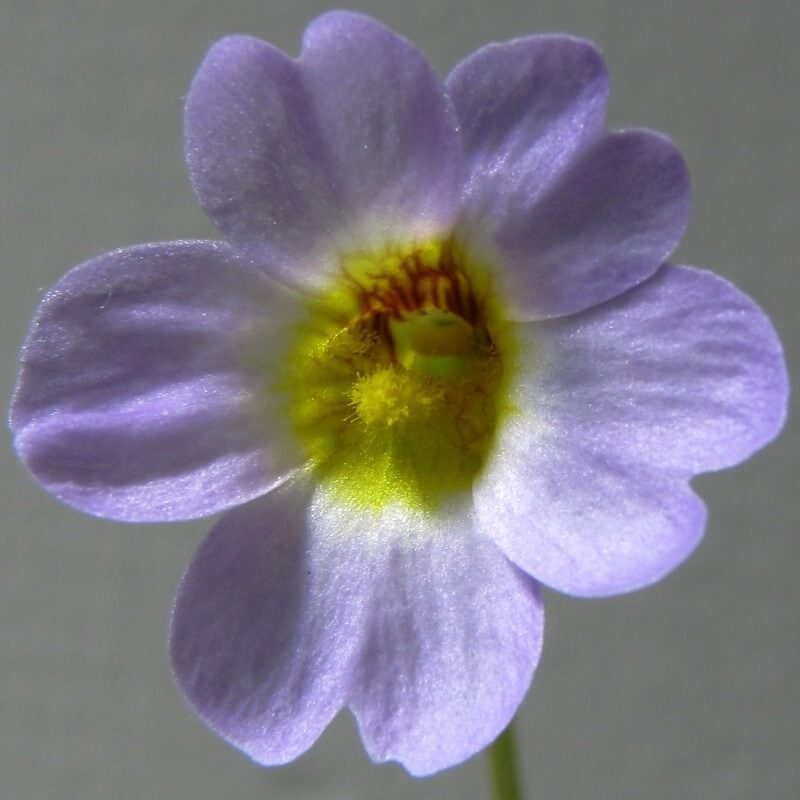 Pinguicula primuliflora