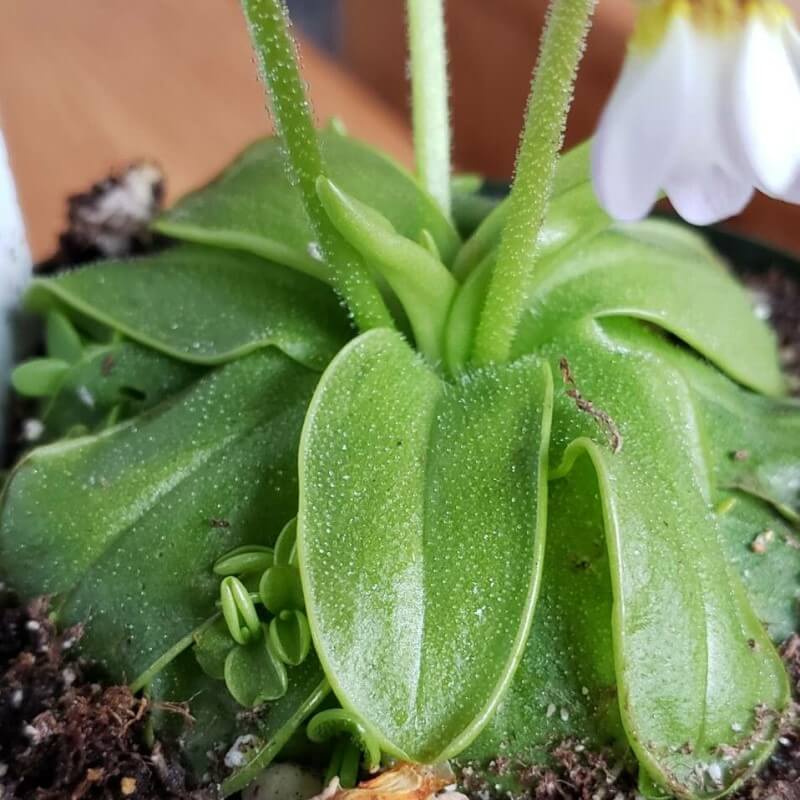 Pinguicula primuliflora