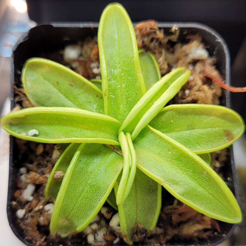 Pinguicula primuliflora