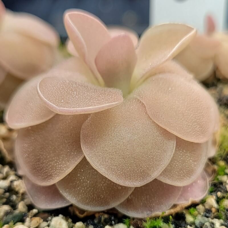 Pinguicula 'Sethos'