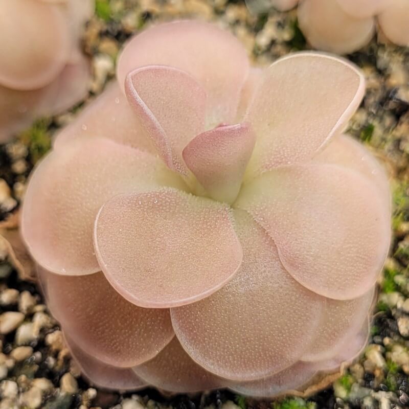 Pinguicula 'Sethos'