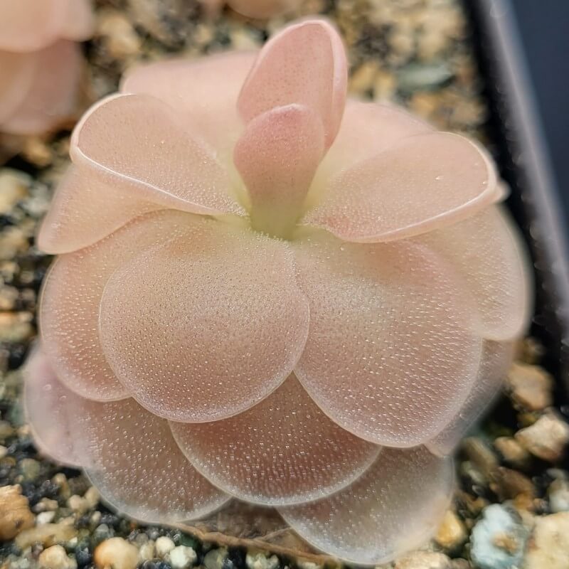 Pinguicula 'Sethos'