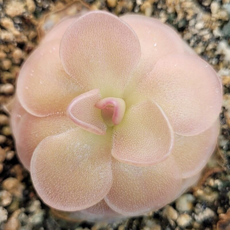 Pinguicula 'Sethos'