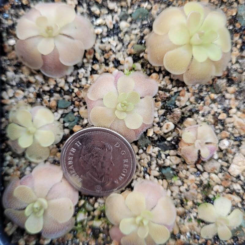 Pinguicula 'Sethos'