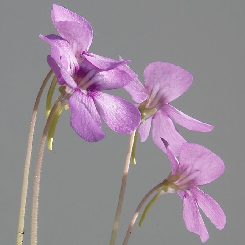 Pinguicula 'Sethos'