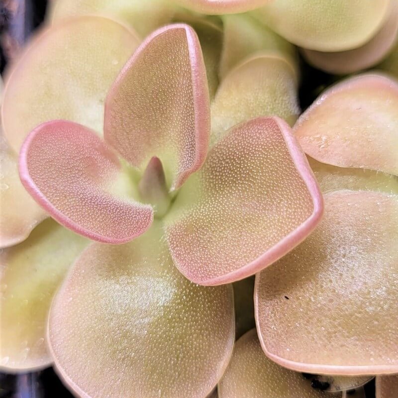 Pinguicula 'Sethos'