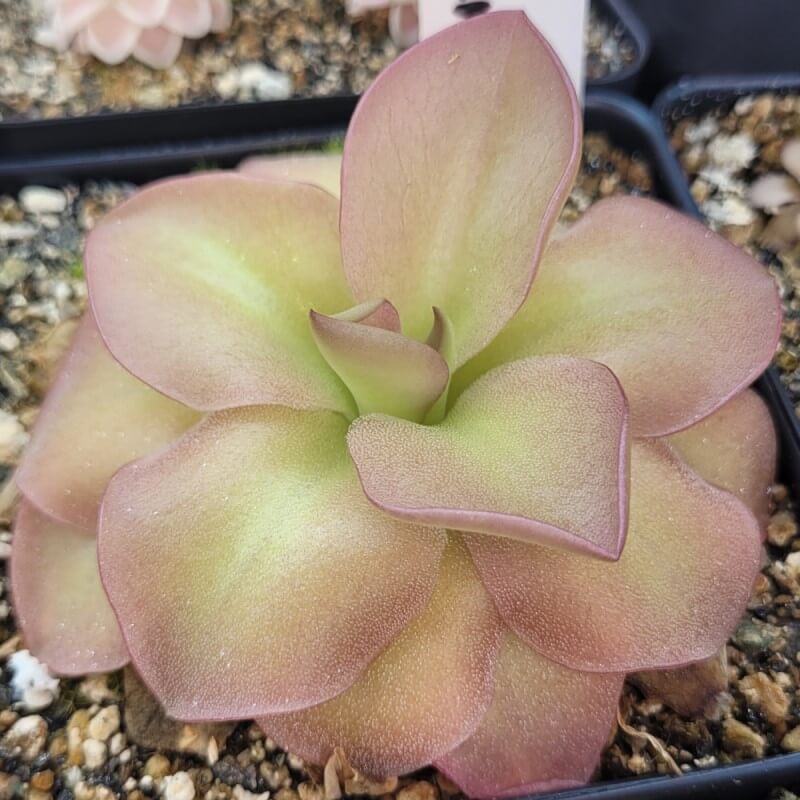 Pinguicula 'species Guatemala, 3100 meters'