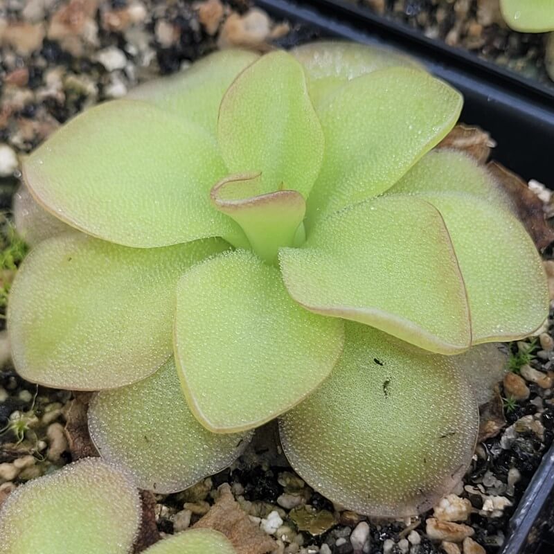 Pinguicula 'species Guatemala, 3100 meters'