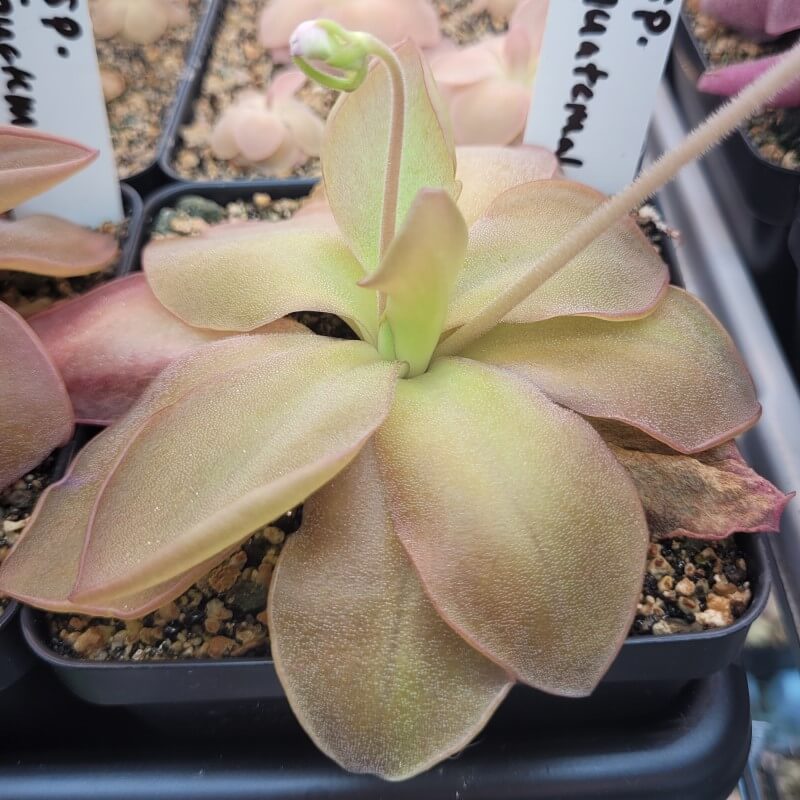 Pinguicula 'species Guatemala, 3100 meters'