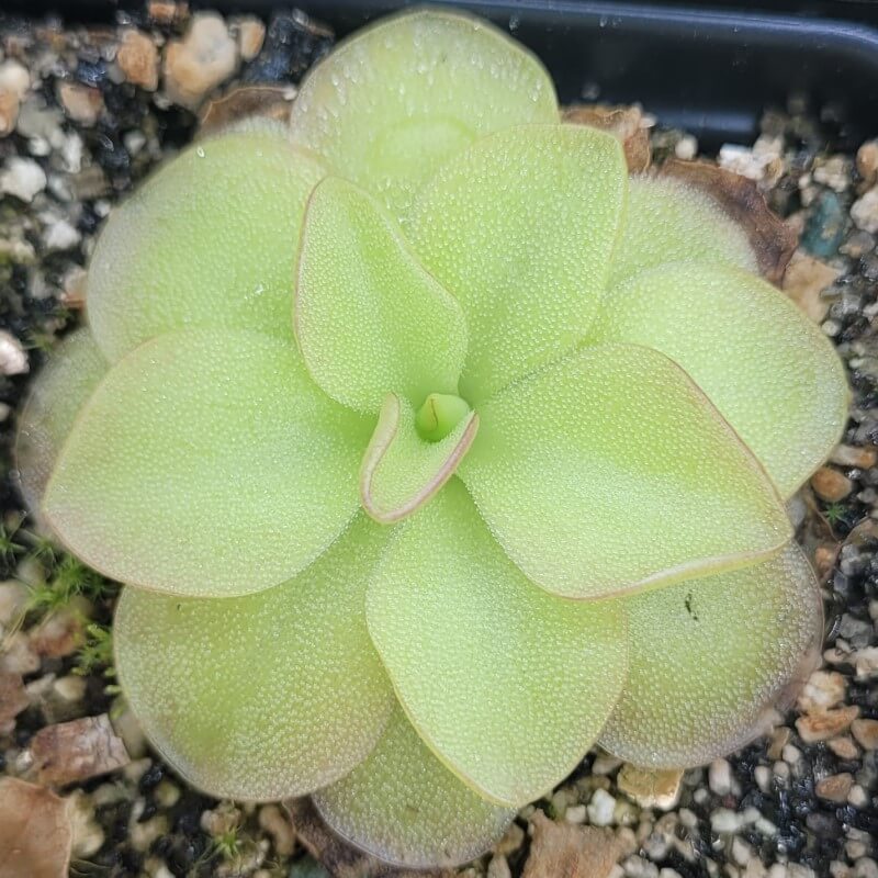 Pinguicula 'species Guatemala, 3100 meters'