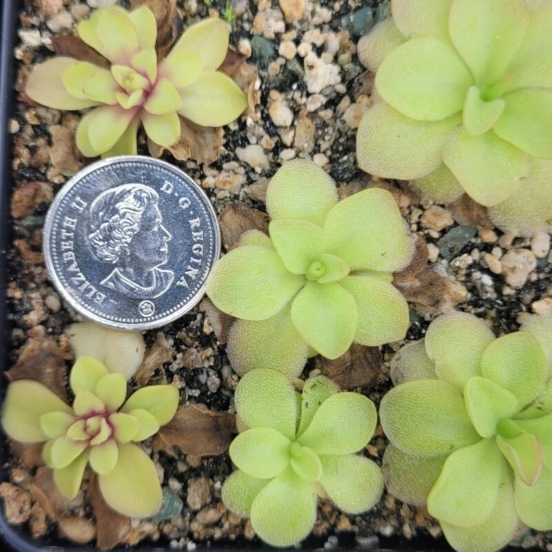 Pinguicula 'species Guatemala, 3100 meters'