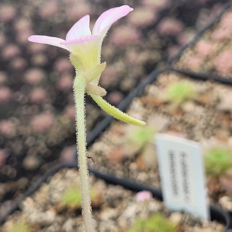 Pinguicula 'species Guatemala, 3100 meters'