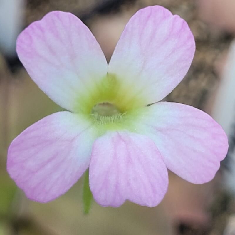 Pinguicula 'species Guatemala, 3100 meters'