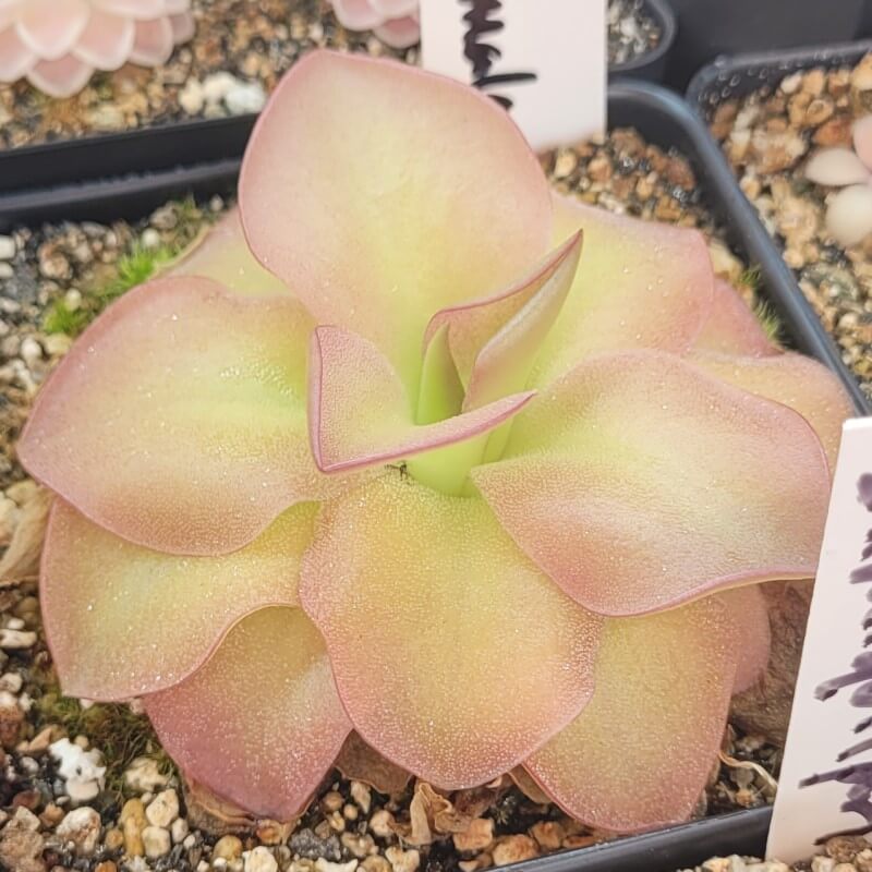 Pinguicula 'species Guatemala, 3100 meters'