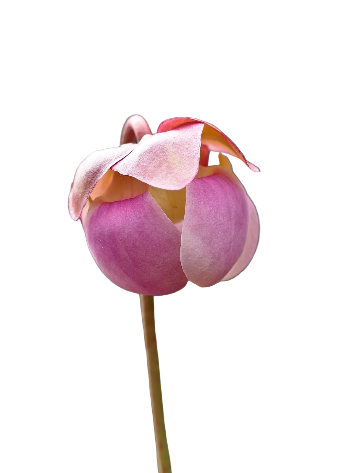 Sarracenia purpurea ssp. venosa