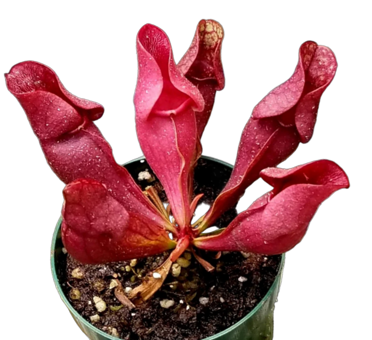 Sarracenia purpurea ssp. venosa