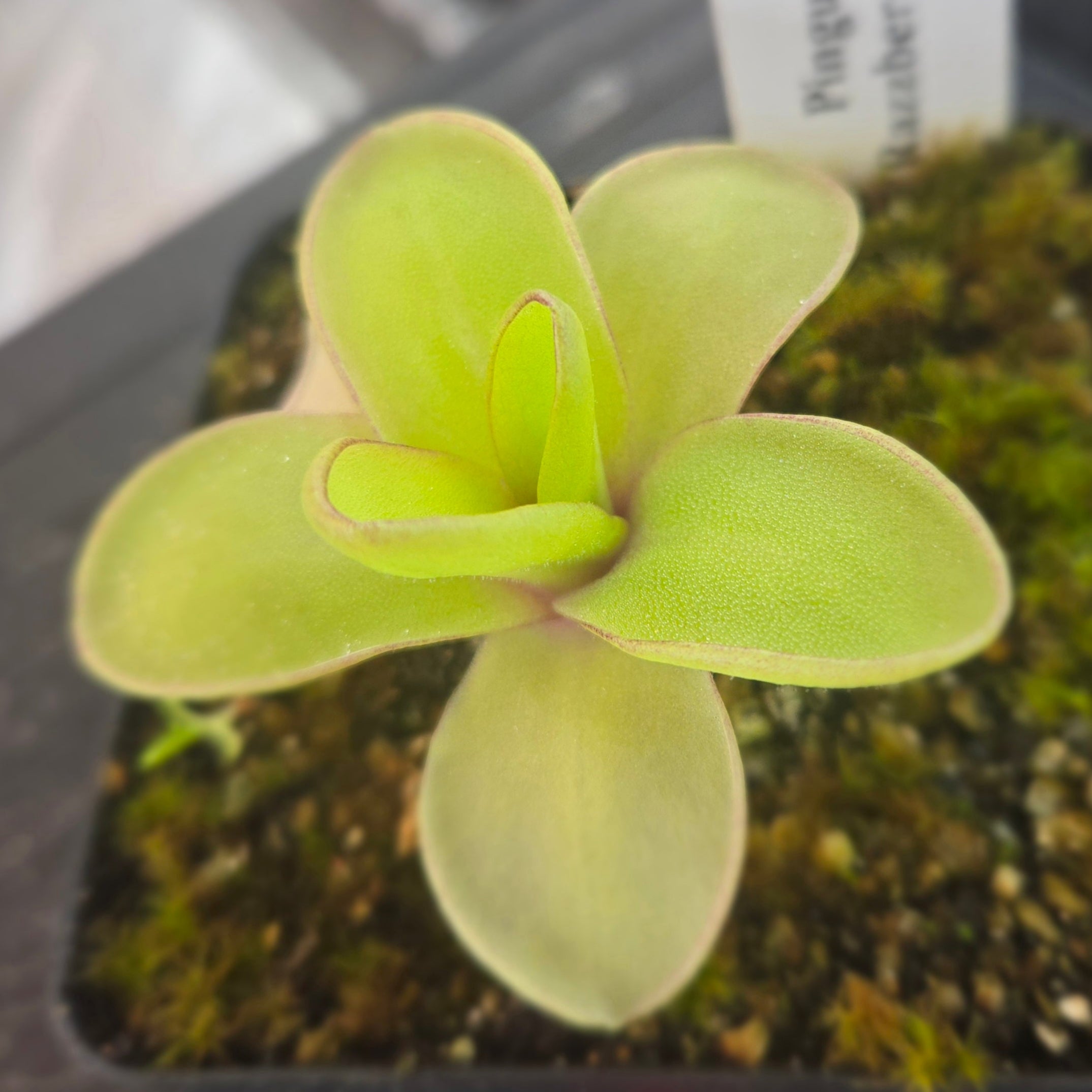 Pinguicula 'Razzberry Blonde' – Canadian Carnivores