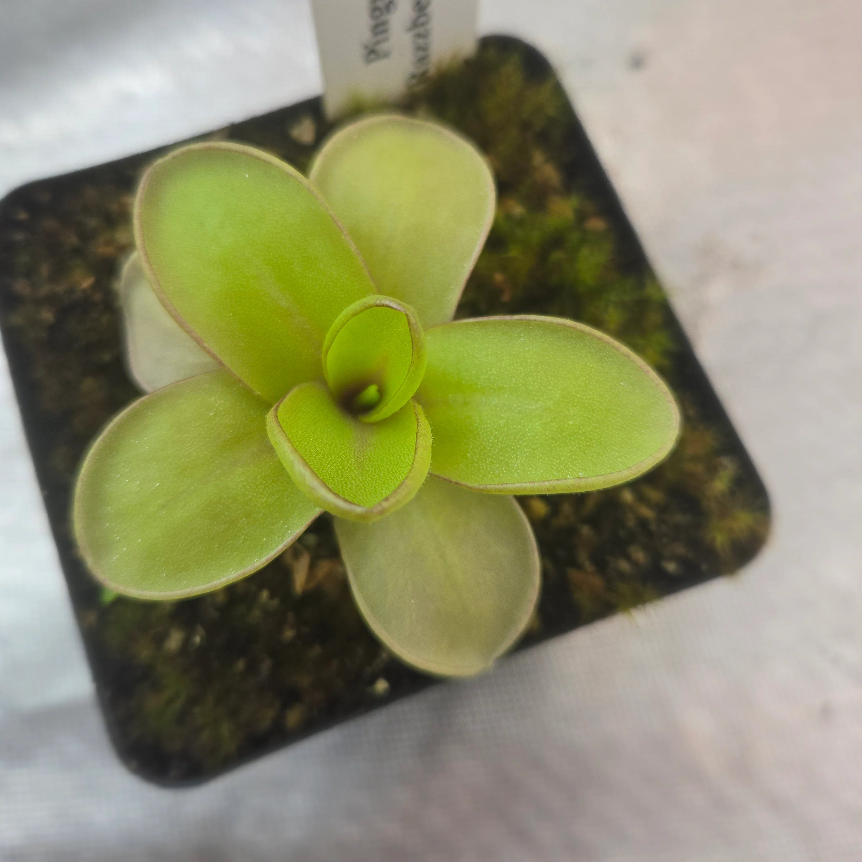 Pinguicula 'Razzberry Blonde' – Canadian Carnivores