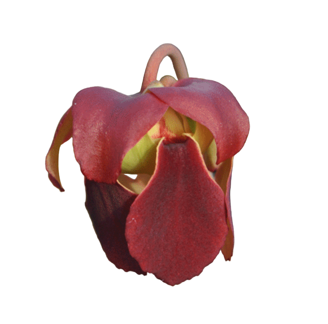 Sarracenia ahlesii