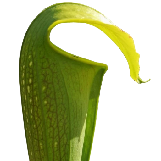 Sarracenia alata x minor