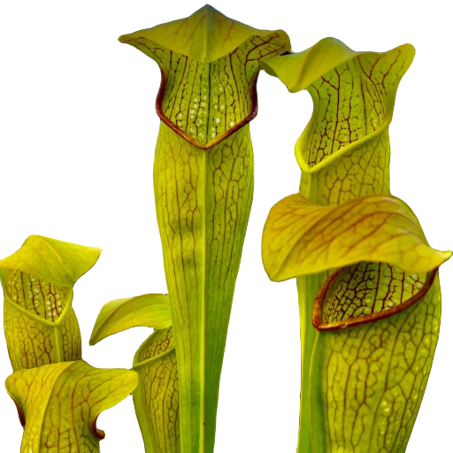 Sarracenia alata x minor