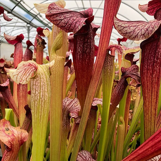 Sarracenia alata f. red throat × leucophylla