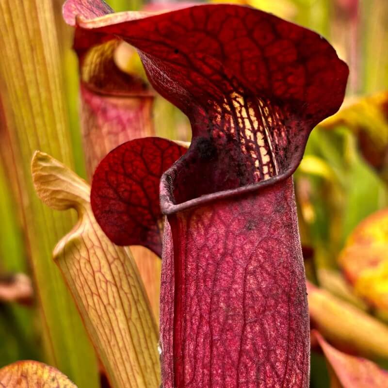 Sarracenia alata 'Red Tube' (Atropurpurea Form)