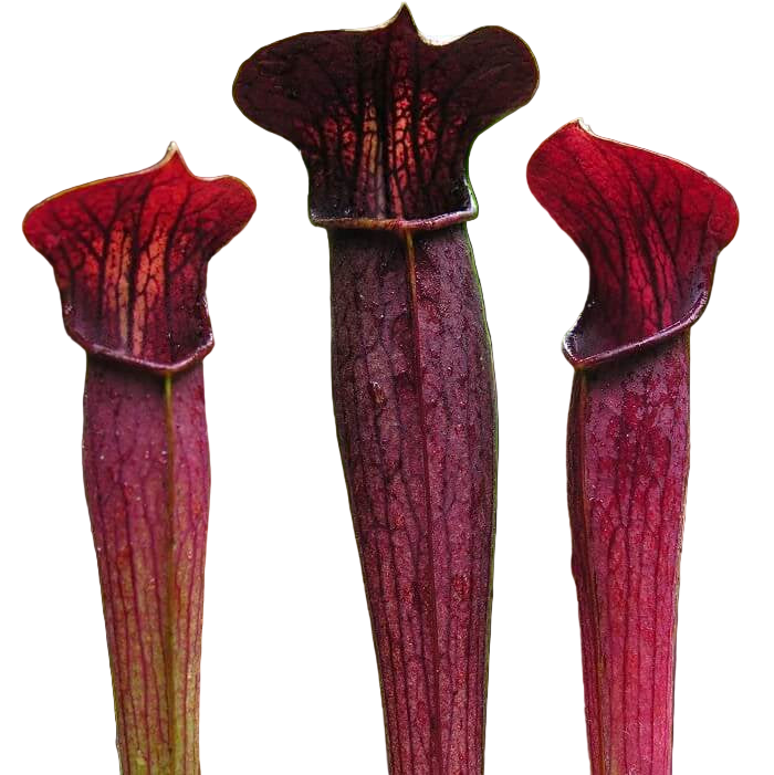 Sarracenia alata 'Red Tube' (Atropurpurea Form)