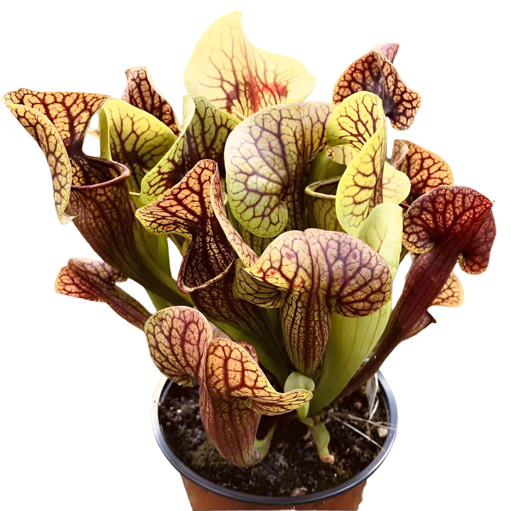 Sarracenia catesbaei