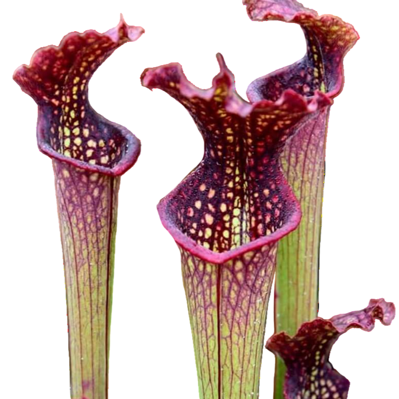 Sarracenia Farnhamii