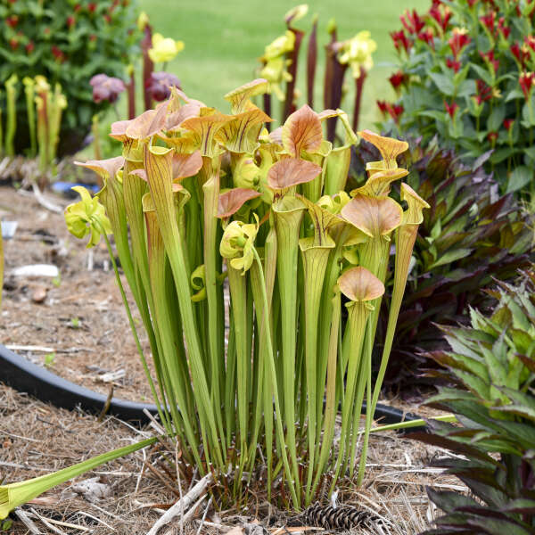 Sarracenia flava var. cuprea (Copper Top Pitcher)