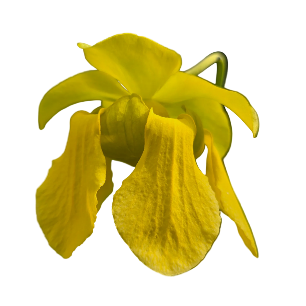 Sarracenia flava var. cuprea (Copper Top Pitcher)