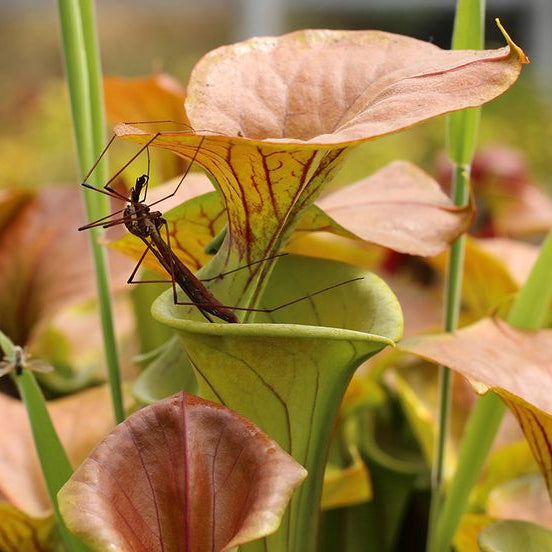 Sarracenia flava var. cuprea (Copper Top Pitcher)