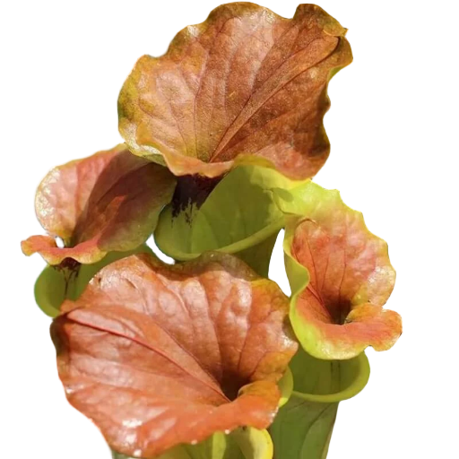 Sarracenia flava var. cuprea (Copper Top Pitcher)