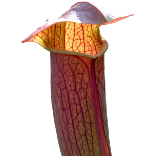 Sarracenia 'Flies Demise'
