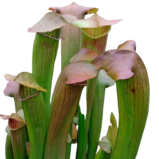 Sarracenia 'Flies Demise'