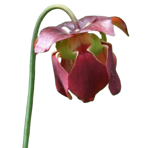 Sarracenia 'Flies Demise'
