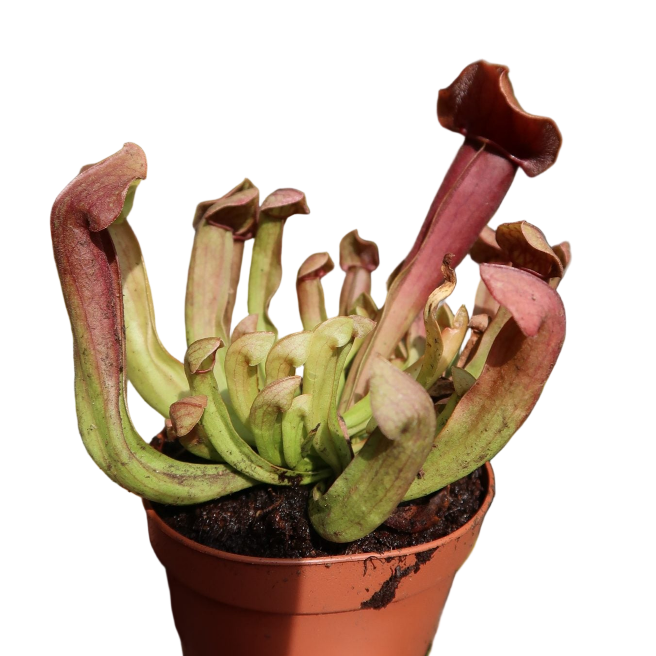 Sarracenia ‘Maroon’