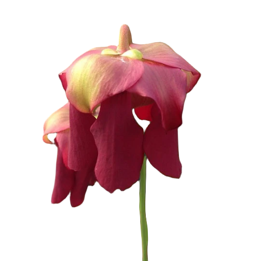 Sarracenia 'Rococo'