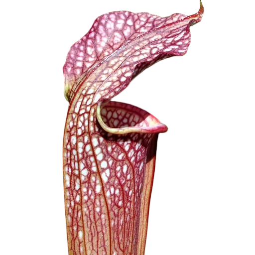 Sarracenia 'Rococo'