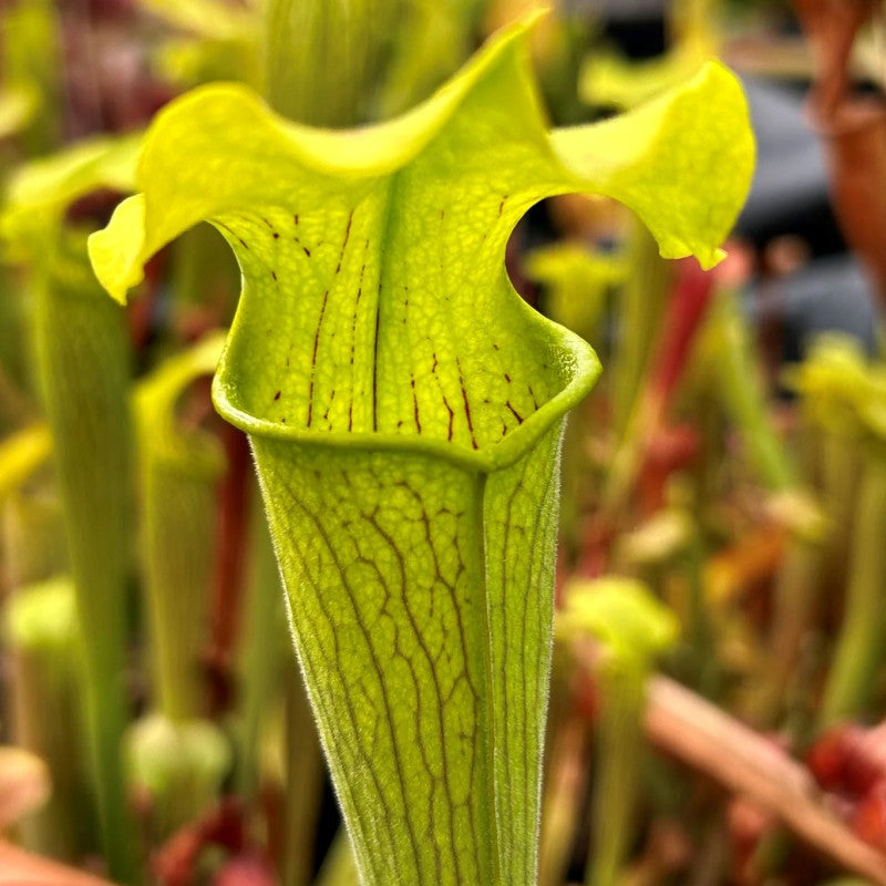 Sarracenia rubra ssp. alabamensis (Alabama Sweet Pitcher Plant)