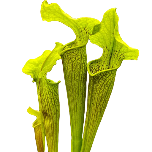 Sarracenia rubra ssp. alabamensis (Alabama Sweet Pitcher Plant)