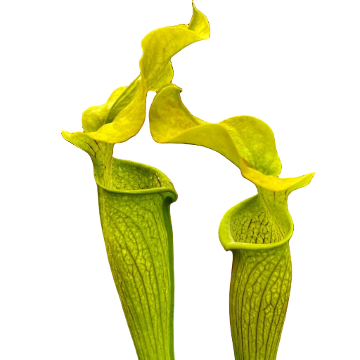 Sarracenia rubra ssp. alabamensis (Alabama Sweet Pitcher Plant)