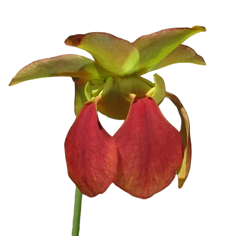 Sarracenia rubra ssp. alabamensis (Alabama Sweet Pitcher Plant)
