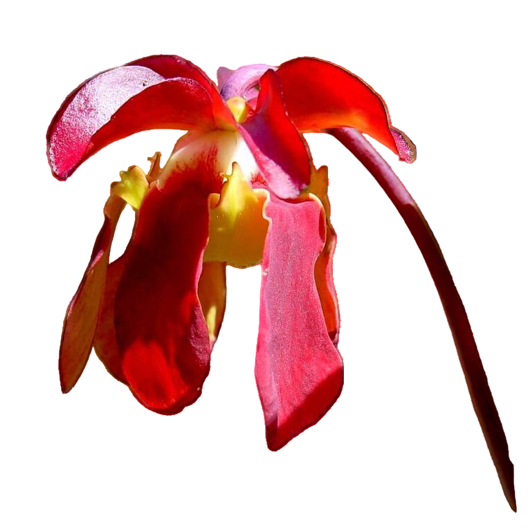 Sarracenia rubra ssp. rubra (Sweet Pitcher Plant)