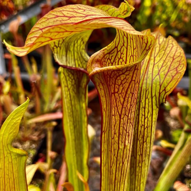 Sarracenia rubra ssp. rubra (Sweet Pitcher Plant)