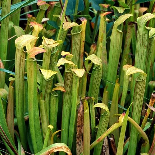Sarracenia rubra ssp. rubra (Sweet Pitcher Plant)