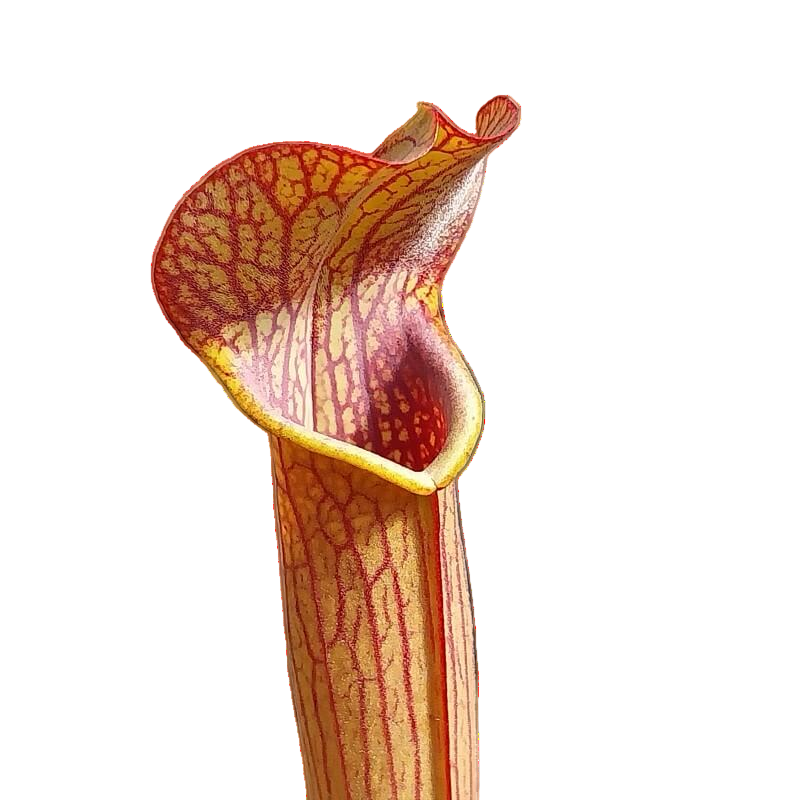 Sarracenia rubra ssp. rubra (Sweet Pitcher Plant)