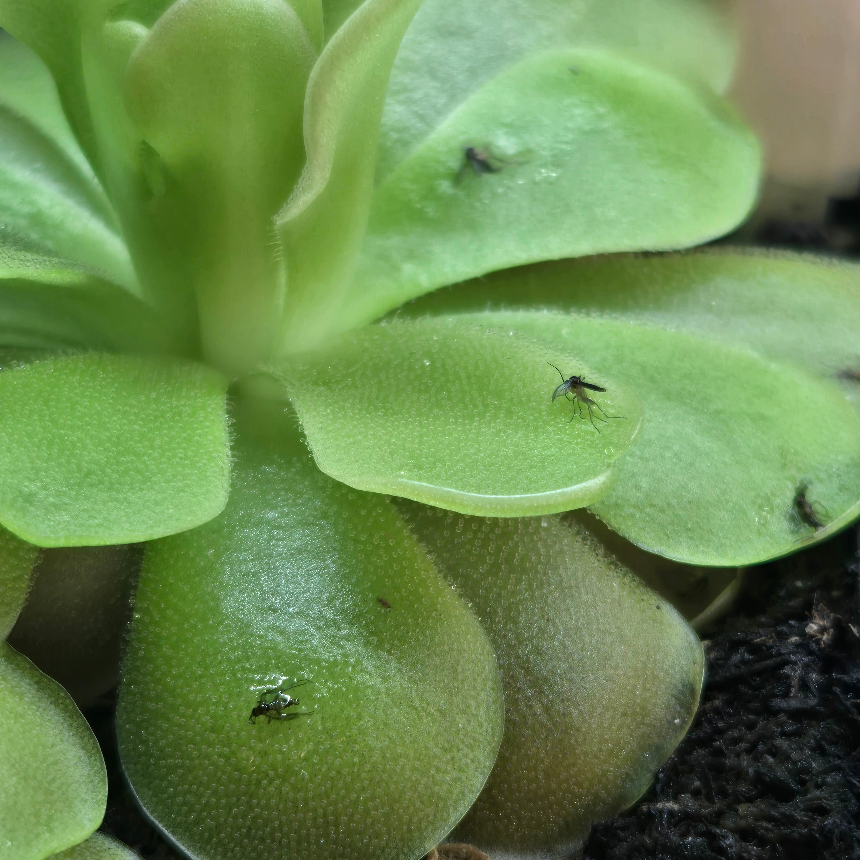 Pinguicula 'Sethos'