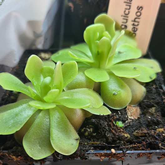 Pinguicula 'Sethos'